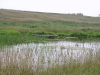 Wetland 1