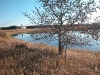 Wetland 2